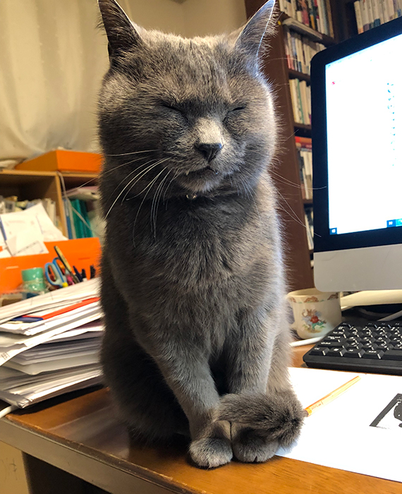 鹿島茂 猫 シャルトリュー グリ