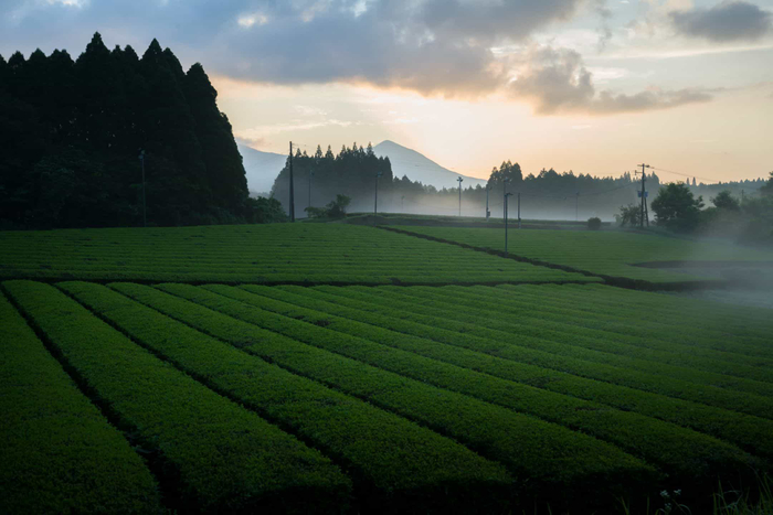 新茶摘みと釜炒り体験