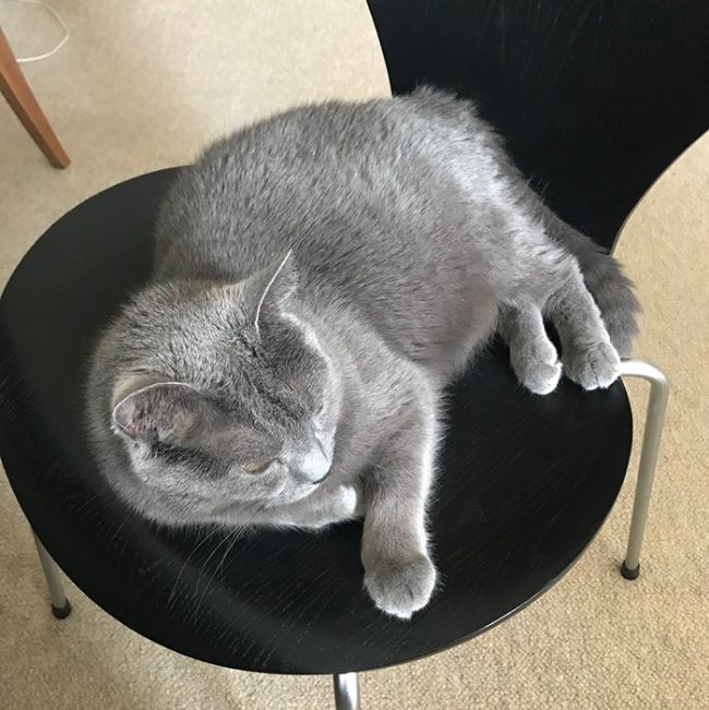 シャルトリュー グリ