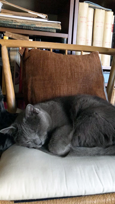 シャルトリュー グリ 鹿島茂 猫