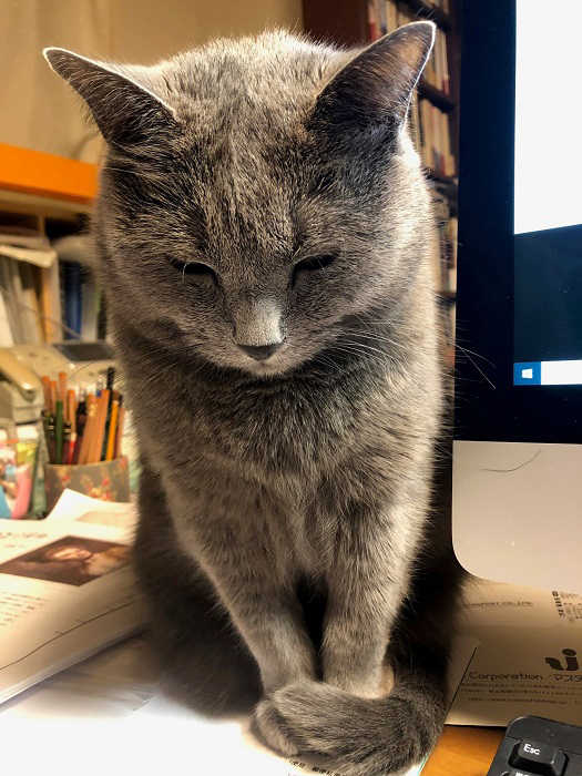 シャルトリュー 猫 鹿島茂