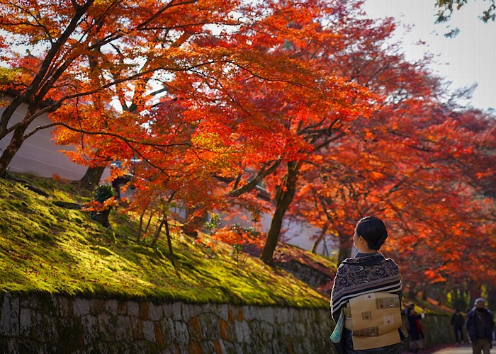 曼殊院　紅葉　京都　名所