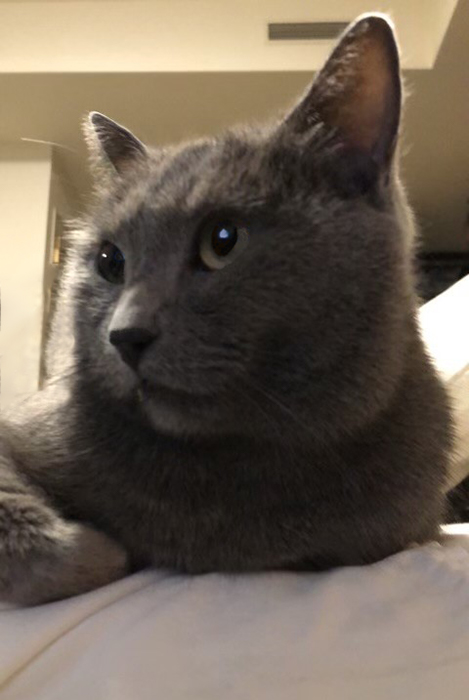 シャルトリュー　猫　グリ　鹿島茂
