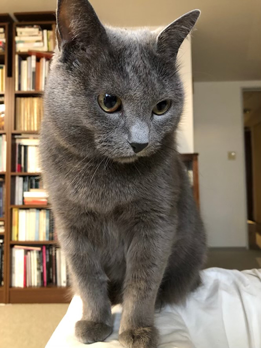 猫 シャルトリュー 鹿島茂